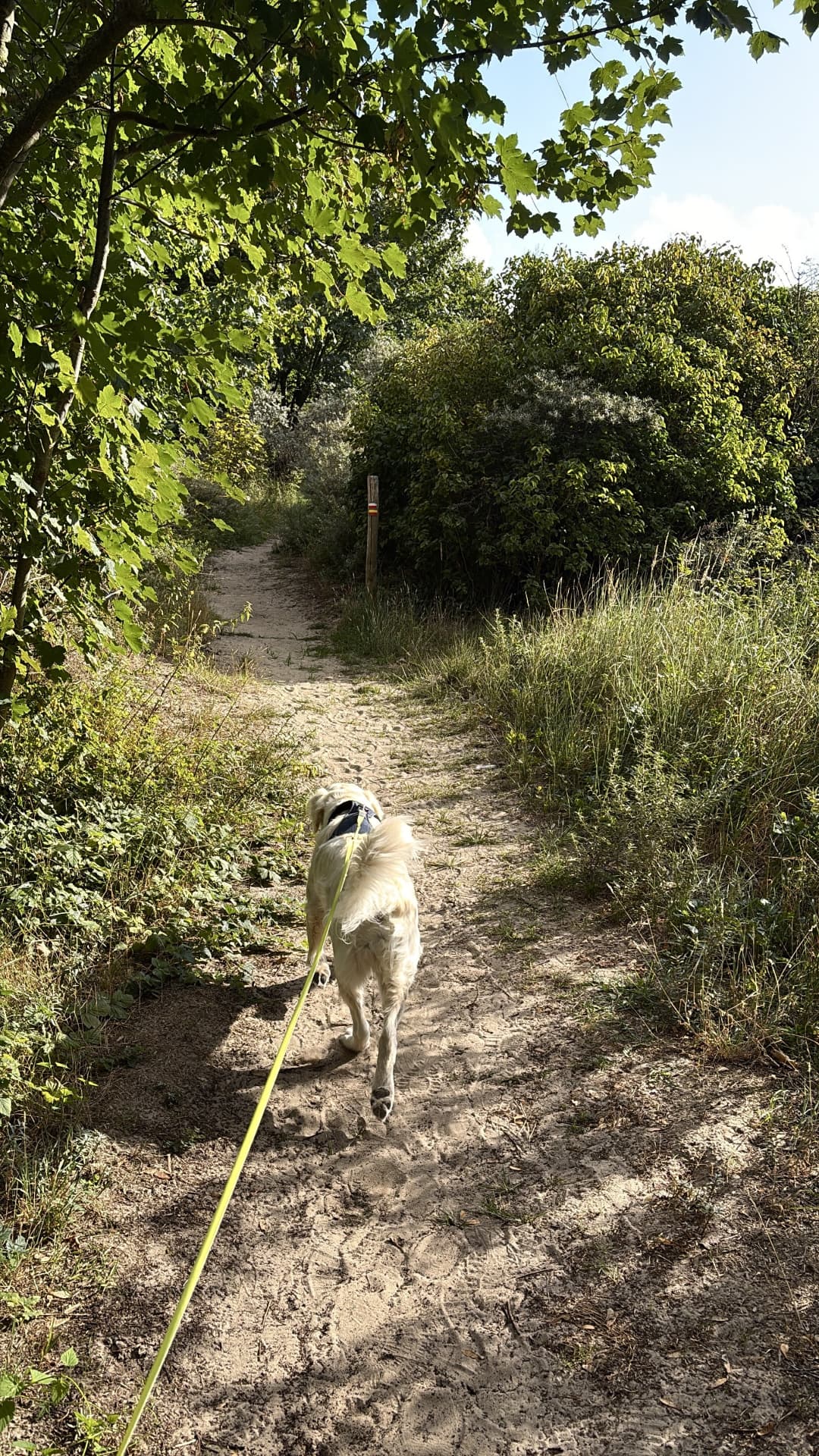 Hond op een zandpad door de duinen